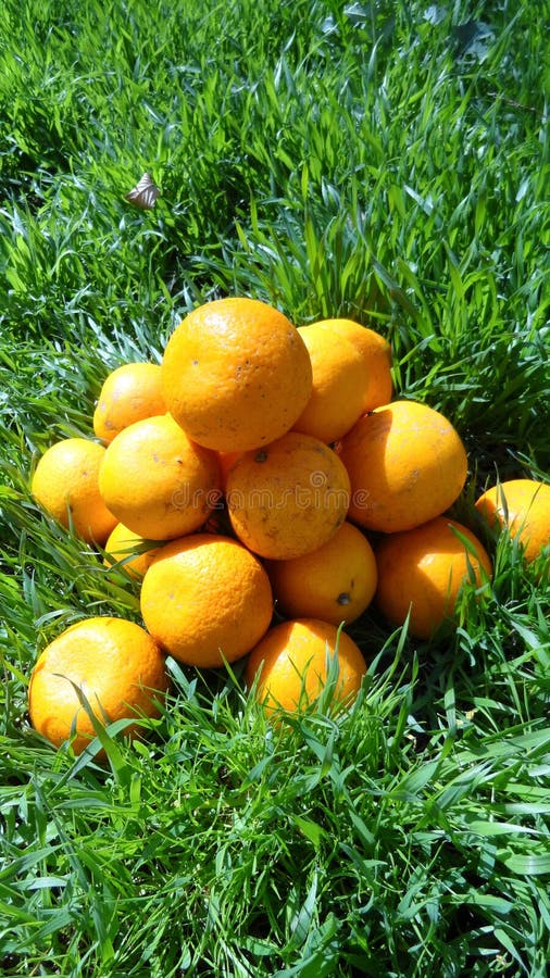 Mandarins in groen gras Voor een heldere zonnige dag, worden de foto's van mandarins gemaakt royalty-vrije stock afbeeldingen Mandarins in groen gras Voor een heldere zonnige dag, worden de foto's van mandarins gemaakt royalty-vrije stock afbeeldingen