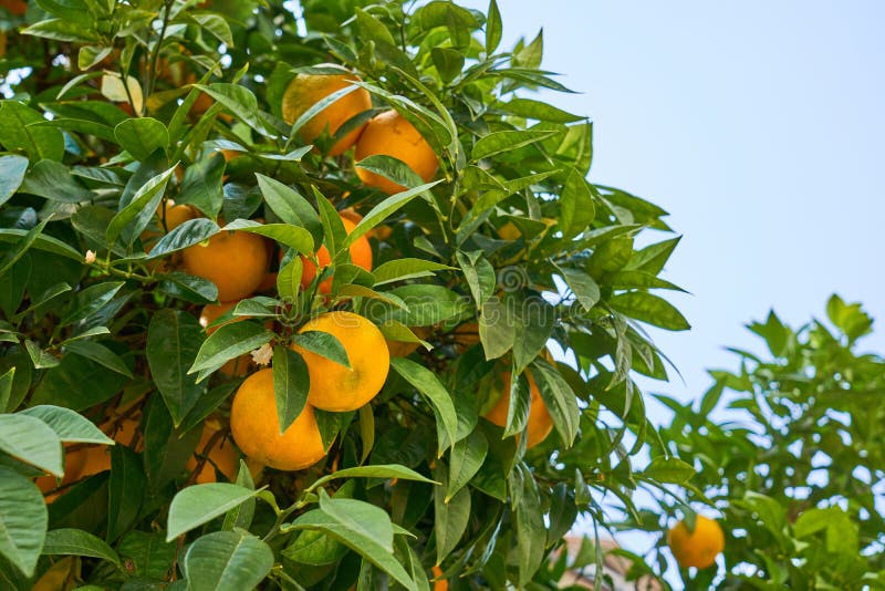 Mandarins are Growing on a Tree Branch with Green Leaves. Stock Photo