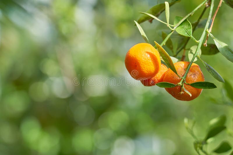 Mandarins are Growing on a Tree Branch with Green Leaves and Blurred