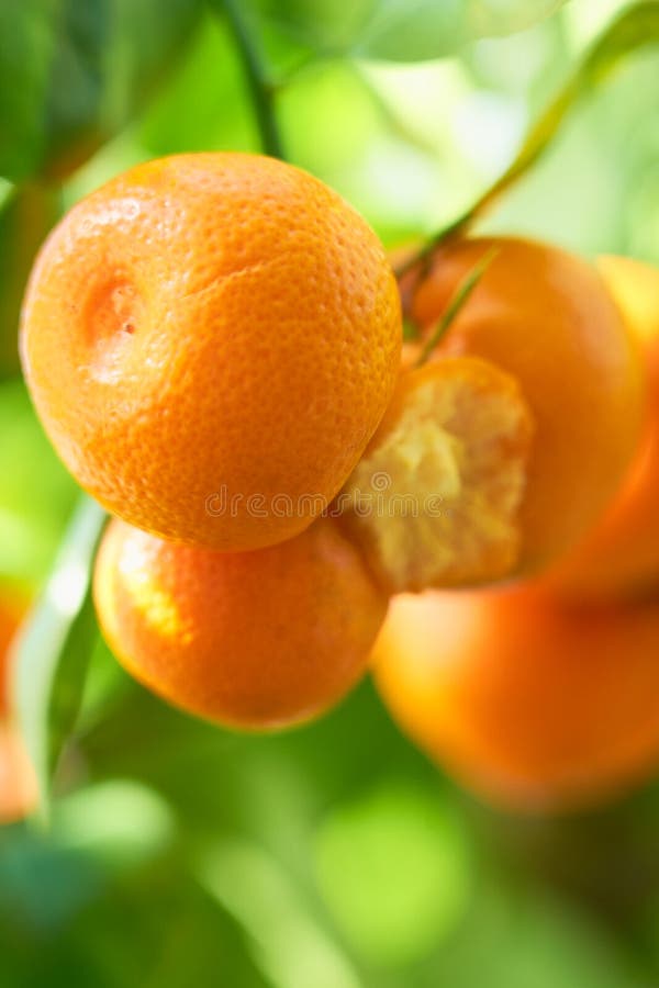 Mandarins are Growing on a Tree Branch with Green Leaves and Blurred