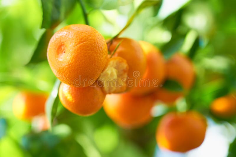 Mandarins are Growing on a Tree Branch with Green Leaves and Blurred