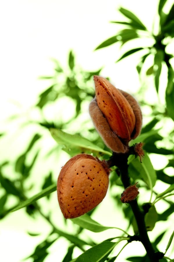 Mandelbaum mit reifen Früchten