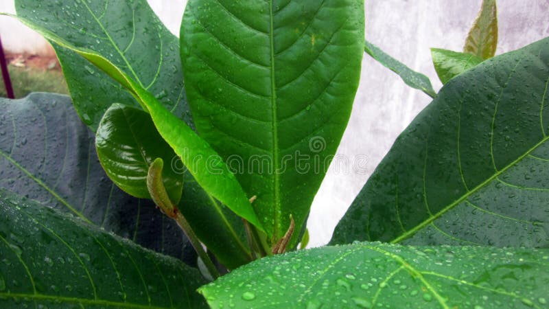 Mandelbaumblatt nach Regen-Tropfen stockfoto Mandelbaumblatt nach Regen-Tropfen stockfoto