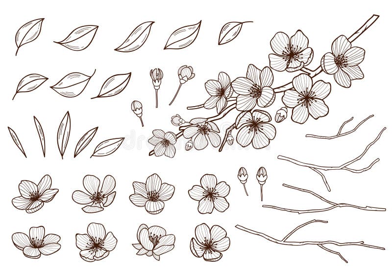 Mandelblüten übergeben gezogenen Satz Frühlingsblumenblätter, -knospen und -niederlassungen sammelten Kirschblüte, Kirsche, Apfel lizenzfreie abbildung Mandelblüten übergeben gezogenen Satz Frühlingsblumenblätter, -knospen und -niederlassungen sammelten Kirschblüte, Kirsche, Apfel lizenzfreie abbildung
