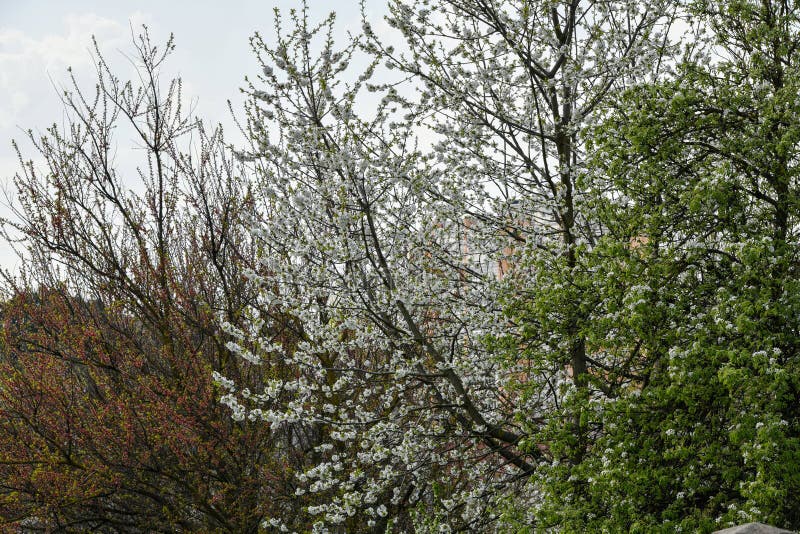 Mandeltr?d som blommar i frukttr?dg?rd mot bl?tt, v?rhimmel Tr?den ?r blommande arkivfoto Mandeltr?d som blommar i frukttr?dg?rd mot bl?tt, v?rhimmel Tr?den ?r blommande arkivfoto