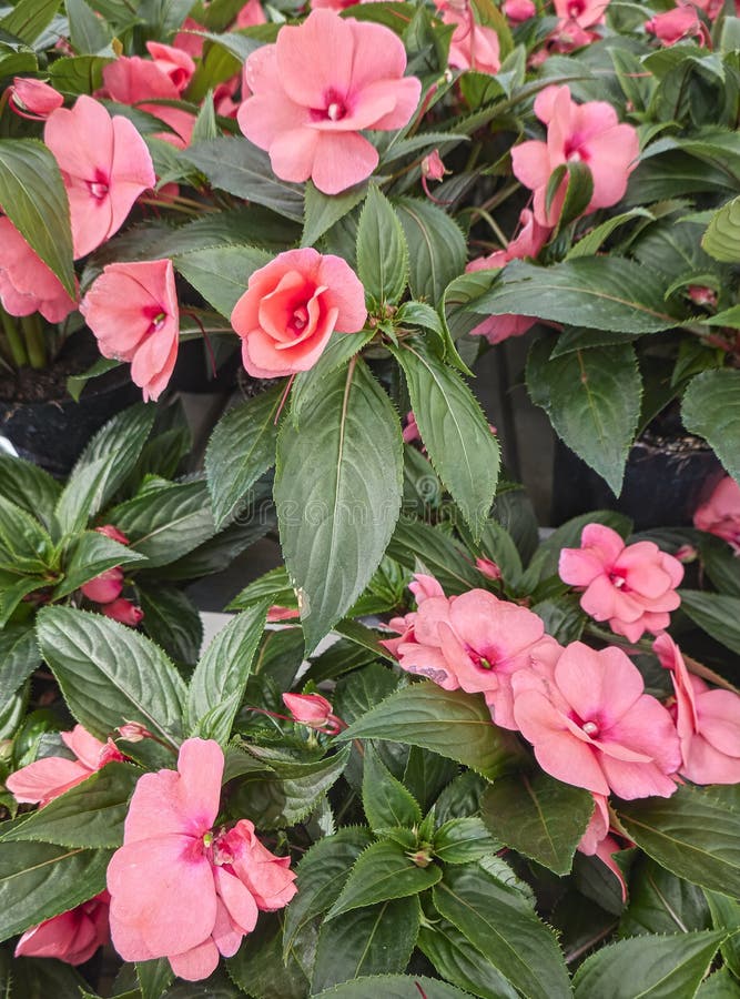 Mandevilla del Dipladenia in fioritura fotografia stock libera da diritti Mandevilla del Dipladenia in fioritura fotografia stock libera da diritti