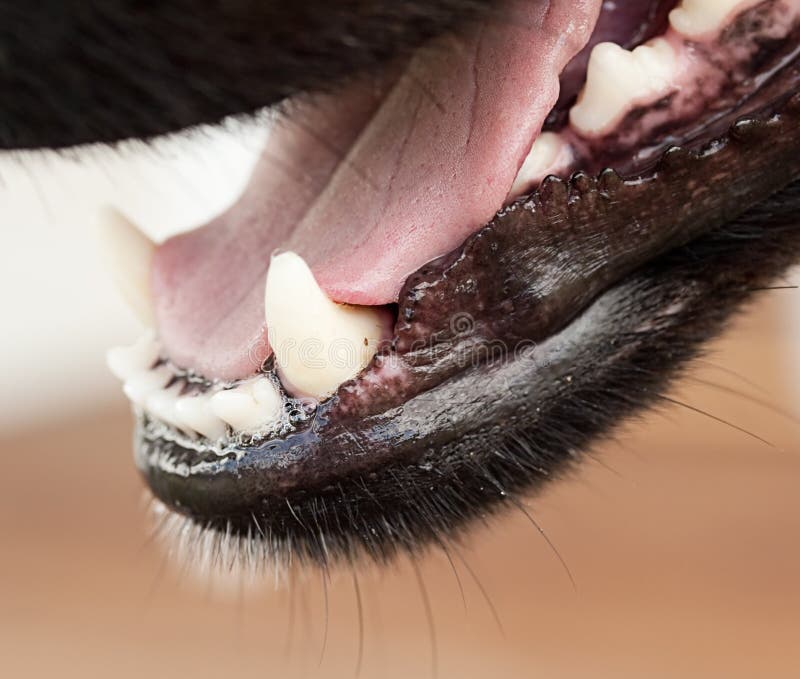 Mandibola e lingua canine sane del cane