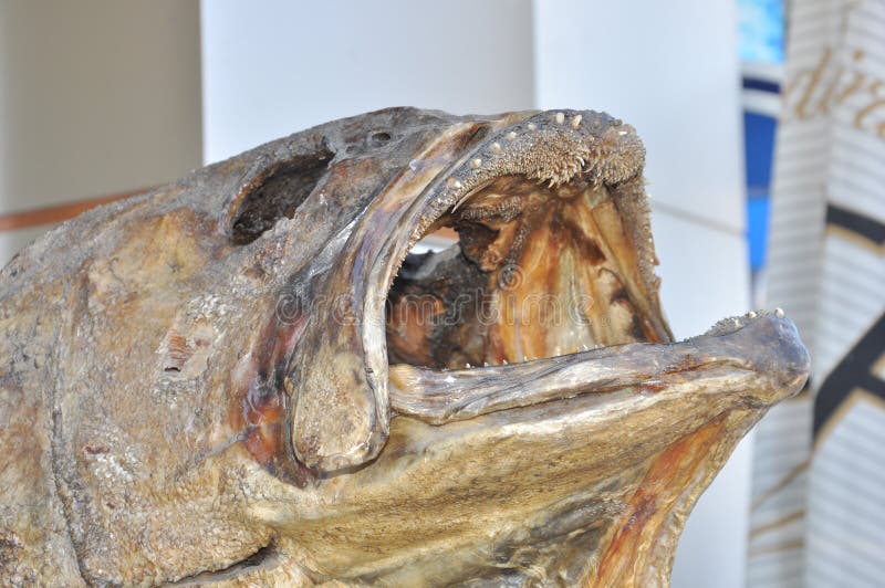 Mandibola spaventosa del pesce essiccato immagini stock Mandibola spaventosa del pesce essiccato immagini stock