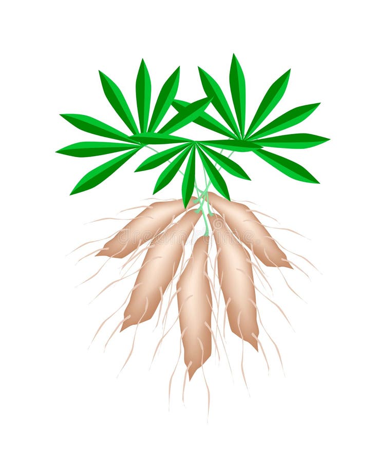 Mandioca fresca das plantas de tapiocas no fundo branco ilustração stock Mandioca fresca das plantas de tapiocas no fundo branco ilustração stock