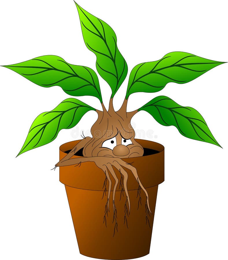 Vetores de Planta Mítica Da Mandrake No Estilo Do Vintage Flor Mágica Da  Fantasia E Ingredientes Para A Feitiçaria Desenhado À Mão Esboço Retro  Velho Ilustração Do Vetor e mais imagens de