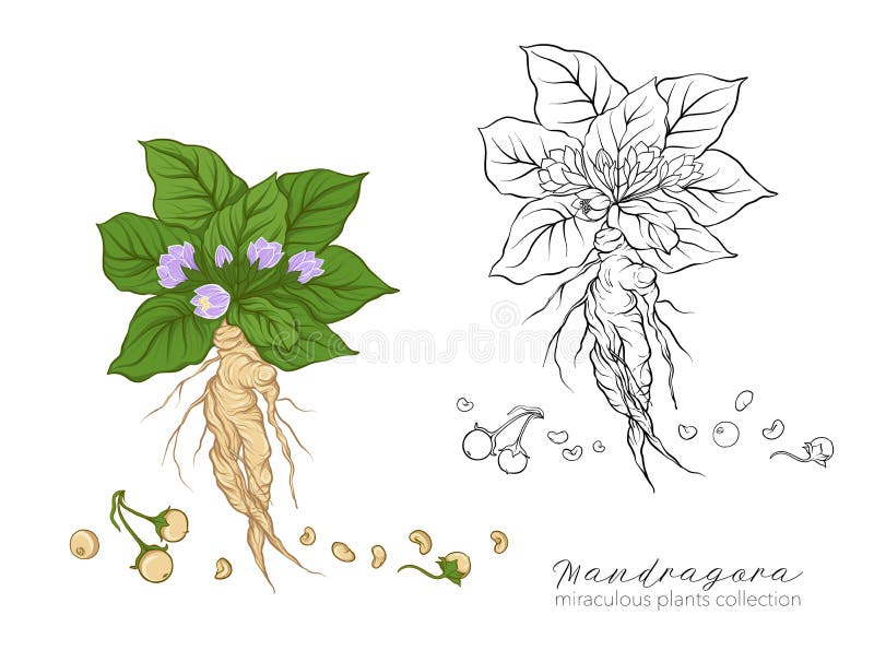 Vetor de Hand drawing mandrake. Black outline. Magic plant. Coloring page.  do Stock