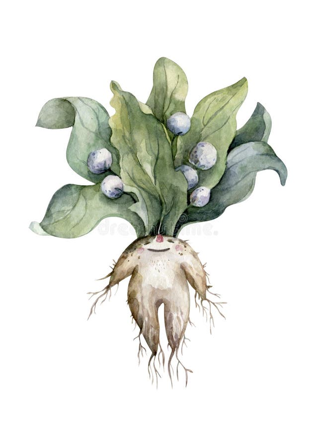 Mandrake Stock Illustrations – 428 Mandrake Stock Illustrations