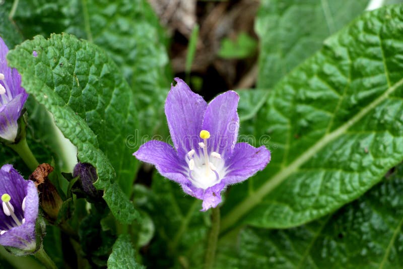 17 Ilustrações de Mandrake Flower - Getty Images