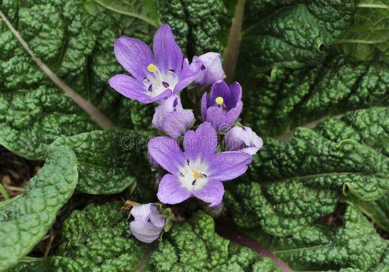 17 Ilustrações de Mandrake Flower - Getty Images