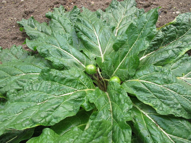 Mandrake, officinarum Mandragora στοκ φωτογραφία με δικαίωμα ελεύθερης χρήσης Mandrake, officinarum Mandragora στοκ φωτογραφία με δικαίωμα ελεύθερης χρήσης