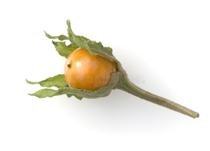 Mandrake Officinarum Mandragora στοκ φωτογραφίες με δικαίωμα ελεύθερης χρήσης Mandrake Officinarum Mandragora στοκ φωτογραφίες με δικαίωμα ελεύθερης χρήσης