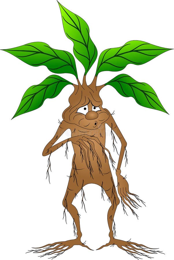 Mandrake Root Stock Illustrations – 250 Mandrake Root Stock