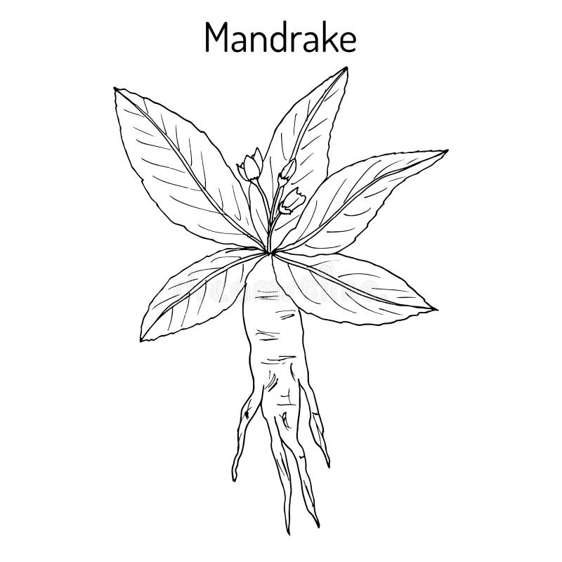 Ilustração do Stock: Hand drawing illustration. Vector illustration of  mandrake. Mandragora root homunculus, alchemy ingredient, witchcraft,  sorcery mystical creature. Halloween character. Botanical. Coloring page