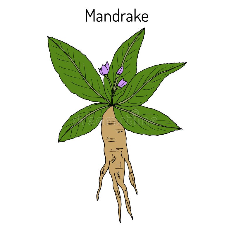 130+ Mandrake Ilustração de stock, gráficos vetoriais e clipart