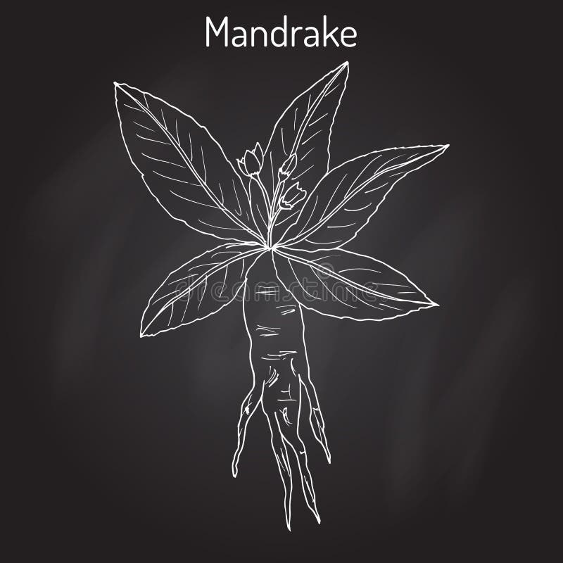 Vetor de Hand drawing mandrake. Black outline. Magic plant. Coloring page.  do Stock