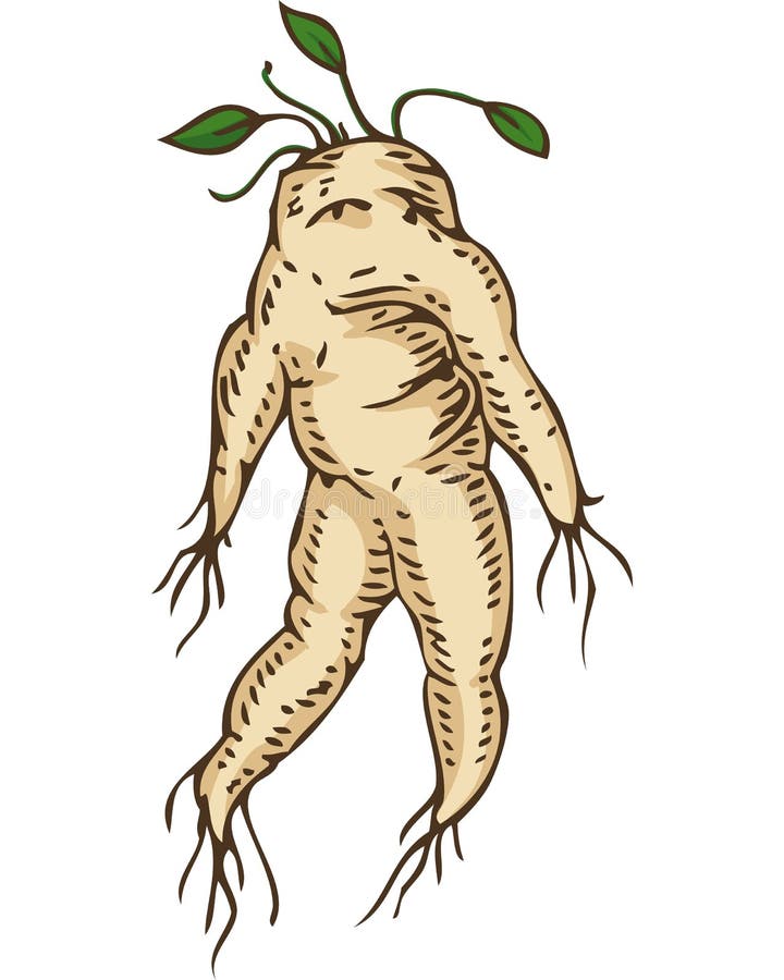 Mandrake Ilustrações, Vetores E Clipart De Stock – (428 Stock Illustrations)