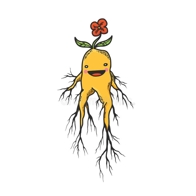 Mandrake Mandragora Root Vector Images (85)