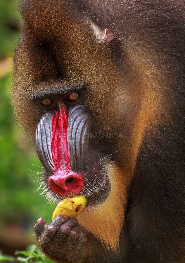 Mandril Eating Banana