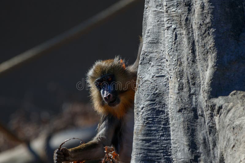 Mandril - retrato da família imagem de stock royalty free Mandril - retrato da família imagem de stock royalty free