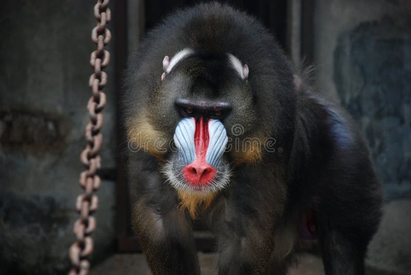 Mandrill, it is the world's largest and most powerful monkey, and also, it is the world's most colorful monkey too. Range: Central west Africa, Gabon, Congo and Cameroon Habitat: The forest floor and low trees of primary and secondary tropical rain forests Lifespan: Up to 46 years in captivity Gestation: About 220 days Offspring: 1 Size: Height, 22-43 inches; weight, 25-65 pounds Diet: Mainly leaves, greens, fruit, nuts, seeds, roots and fungi. Sometimes insects, invertebrates or small animals. Characteristics: Little is known about the lifestyle of this endangered primate in nature. Adult males are about twice the size of females, although both sexes have a short, brown coat with paler under-shadings. They also both have a pronounced muzzle with grooved ridges on either side of the nose which are blue in color. The nose and lips are red and the whole face is offset by a pale yellow fringe. Both sexes also have a purplish rump. Troops - which sometimes number several hundred animals - roam the forest floor to collect fallen fruit and rummage for food. Threats: Key threats to this endangered species include habitat destruction and hunting.