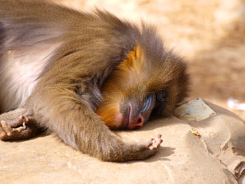 Mandrill asleep