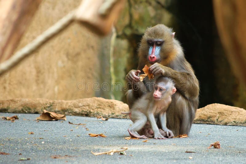 Mandrill baby with its parent