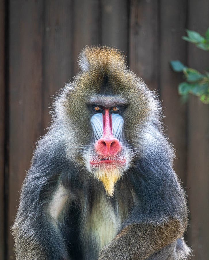 Macaco branco albino imagem de stock. Imagem de marrom - 290616153