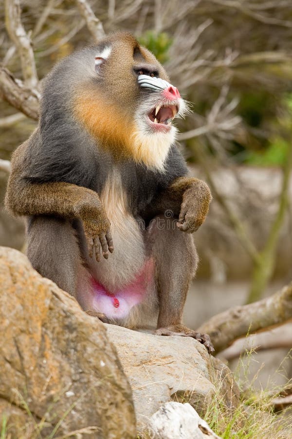 Mandrill (Mandrillus Sphinx) Stock Photo Image of cercopithecidae, drill 15451310