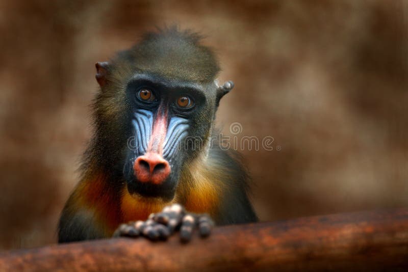 Mandrill, Mandrillus sphinx, primate monkey, sitting on tree branch in dark tropic forest. Animal in nature habitat, in forest. De