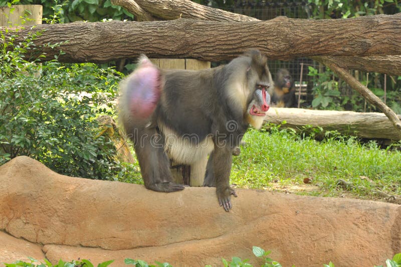 Mandrill in Singapore Zoo stock photo. Image of gray - 106305380