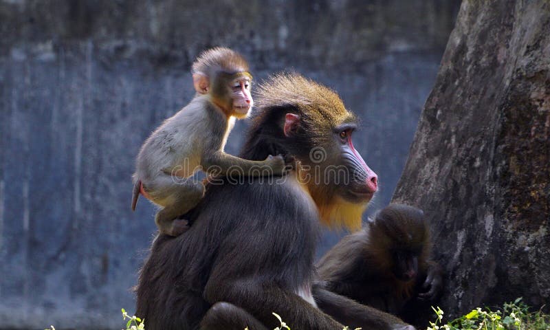 A baby mandril with her mother