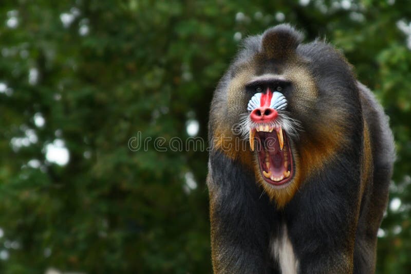 A angry male Mandrill screams and shows off his big teeth. A angry male Mandrill screams and shows off his big teeth