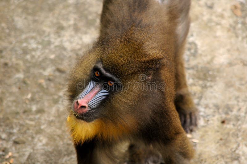 Mandrill (sphinx de Mandrillus) photo libre de droits Mandrill (sphinx de Mandrillus) photo libre de droits
