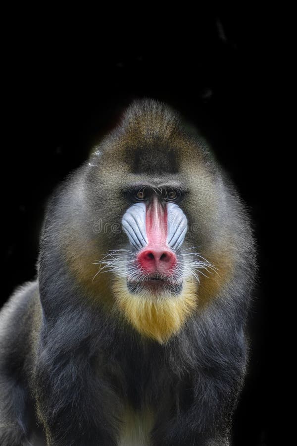 Scary Mandrill Stock Photos - Free & Royalty-Free Stock Photos