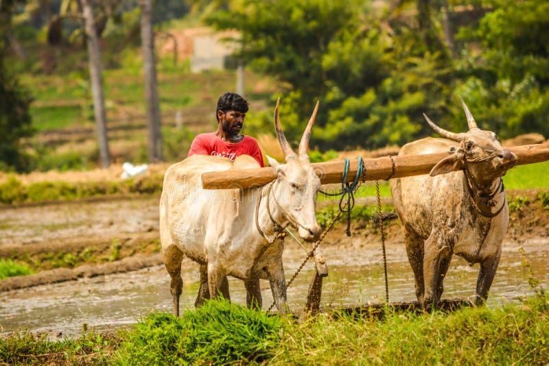 MANDYA, KARNATAKA, INDIA - AUGUSTUS 29.2017: Hier landbouwer het ploegen royalty-vrije stock afbeelding MANDYA, KARNATAKA, INDIA - AUGUSTUS 29.2017: Hier landbouwer het ploegen royalty-vrije stock afbeelding