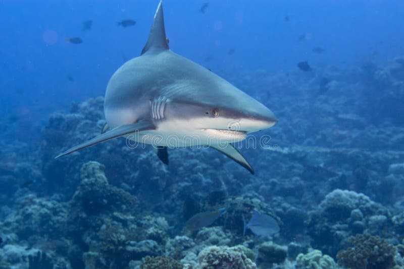 Mandíbulas de un tiburón del gris listos para atacar el retrato subacuático