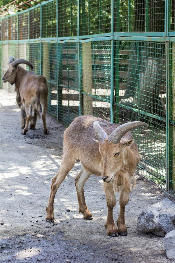 Maned Ram. Pair of Maned Sheep Stock Photo - Image of isolated, closeup:  152347468