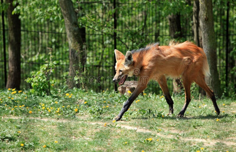 maned wolf arkivfoton maned wolf arkivfoton