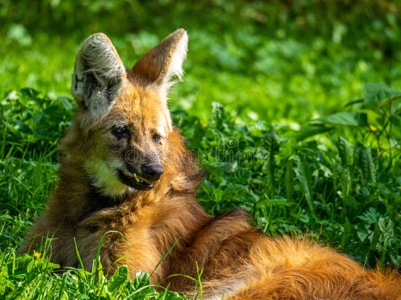 The Maned Wolf, Chrysocyon Brachyurus is the Largest Canid of South America  Stock Photo - Image of bolivia, carnivore: 199772136