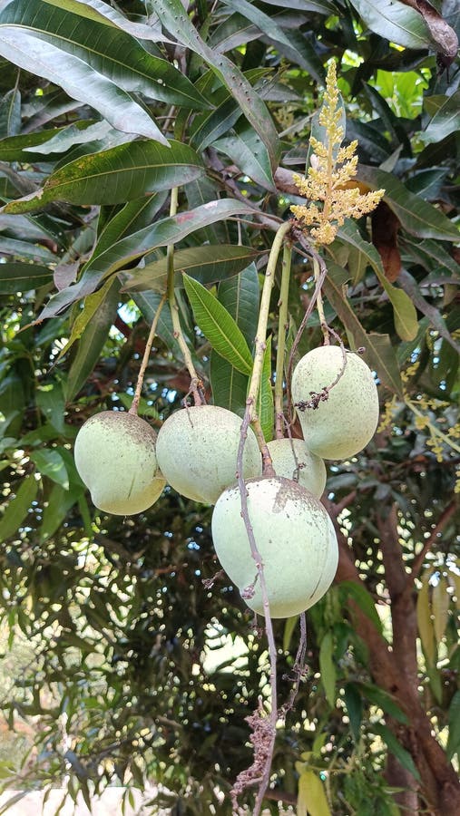 Immature Fruits And White Skin The Manga Fruit is Still on the Immature Tree Stock Image - Image of