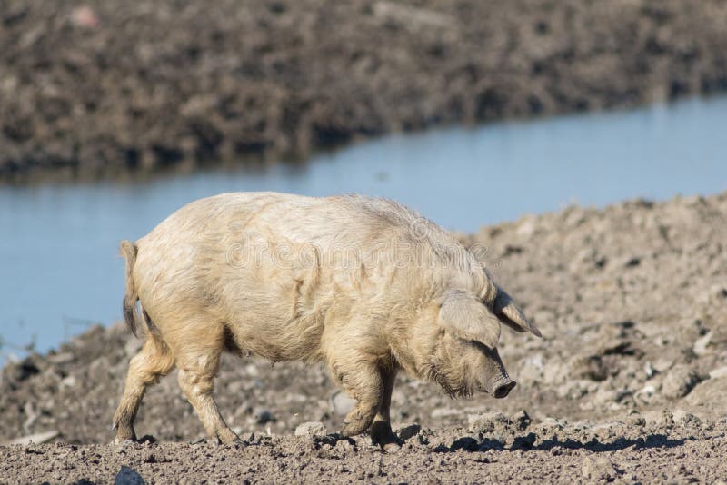 Mangalica une race hongroise de porc domestique images stock Mangalica une race hongroise de porc domestique images stock