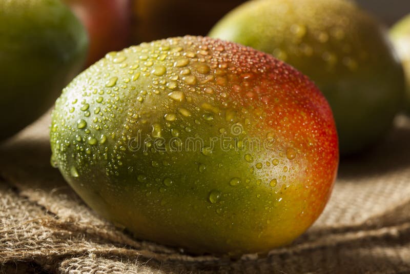 Manghi maturi variopinti organici fotografie stock libere da diritti Manghi maturi variopinti organici fotografie stock libere da diritti