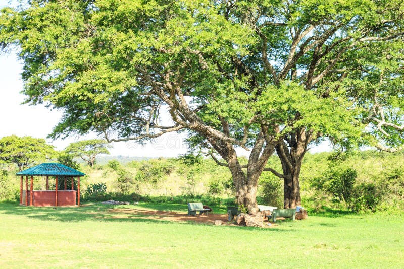 Mangiando e spazio di sosta sotto un albero africano enorme fotografia stock Mangiando e spazio di sosta sotto un albero africano enorme fotografia stock