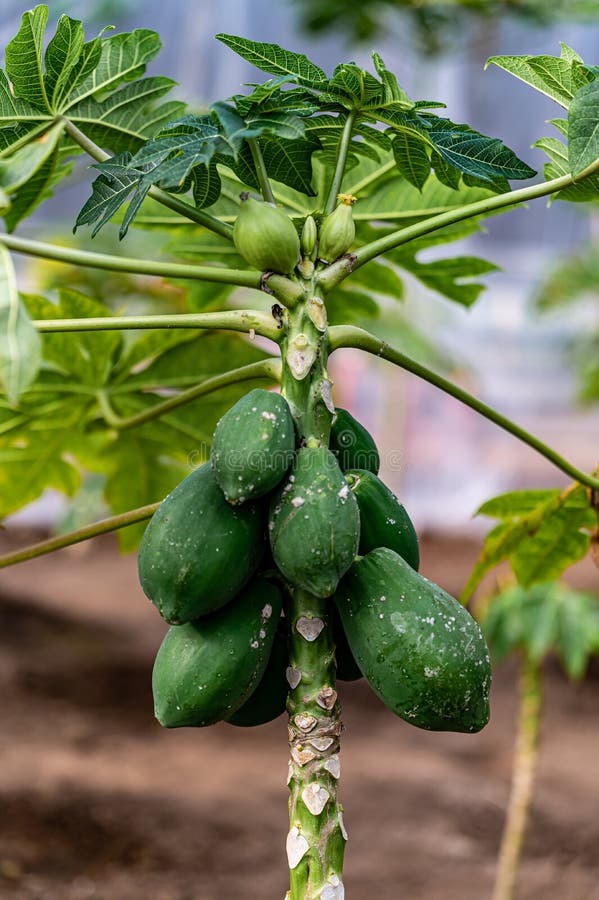 Mango stok fotoğrafçılık