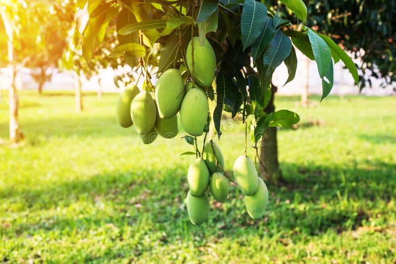 Mango auf dem Baum, frische Frucht, die von den Niederlassungen, Bündel der grünen und reifen Mango hängt